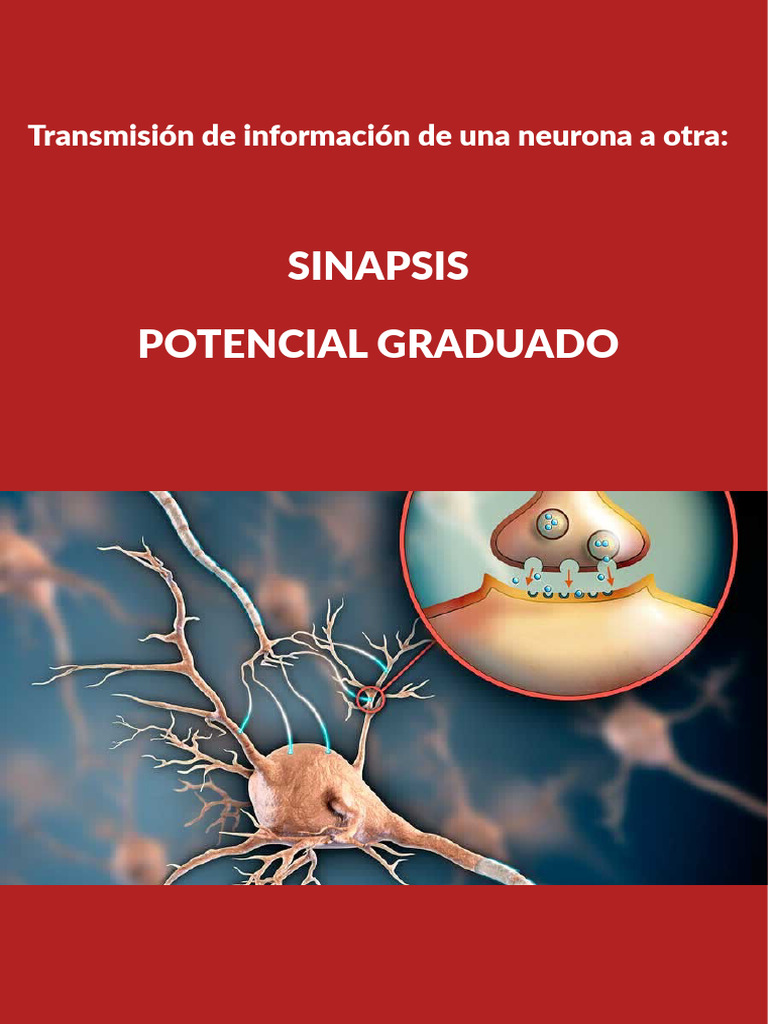 Sinapsis y Potencial Graduado | PDF | Sinapsis | Canal de iones