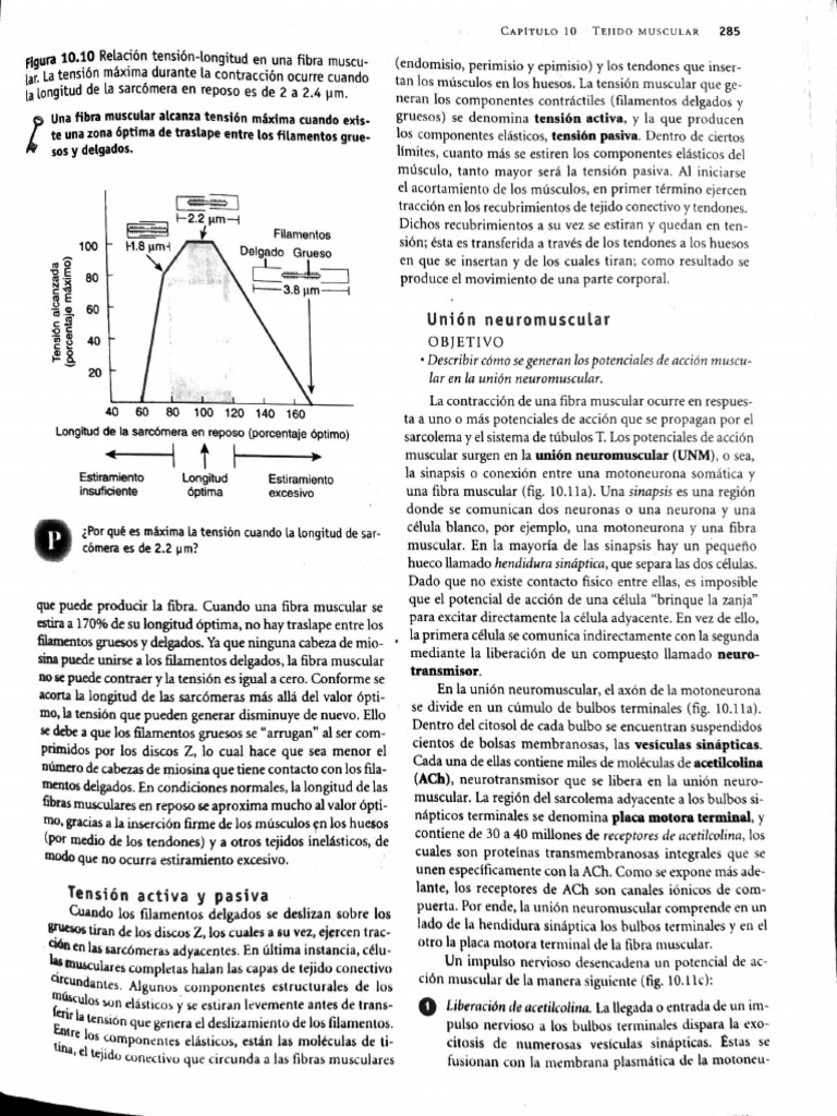 2020 05 16 1 38 office lens pdf m sculo sinapsis