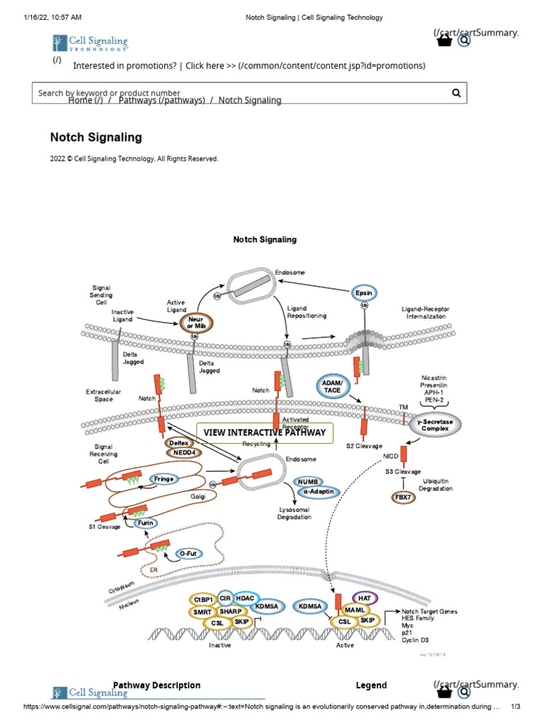 Notch Cell Signaling Overview | PDF | Cell Signaling | Biochemistry