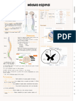 Médula Espinal
