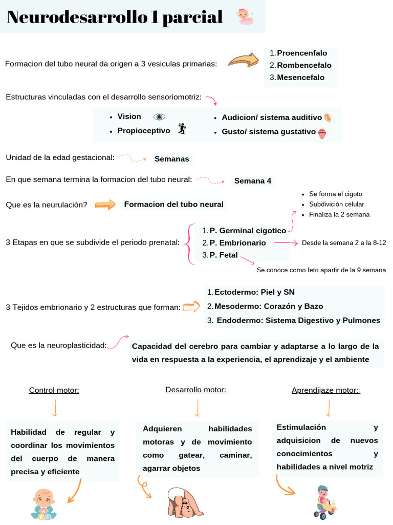 Neuro 1 Parcial | PDF | Embrión | Anatomía