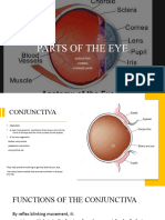 Parts of The Eye