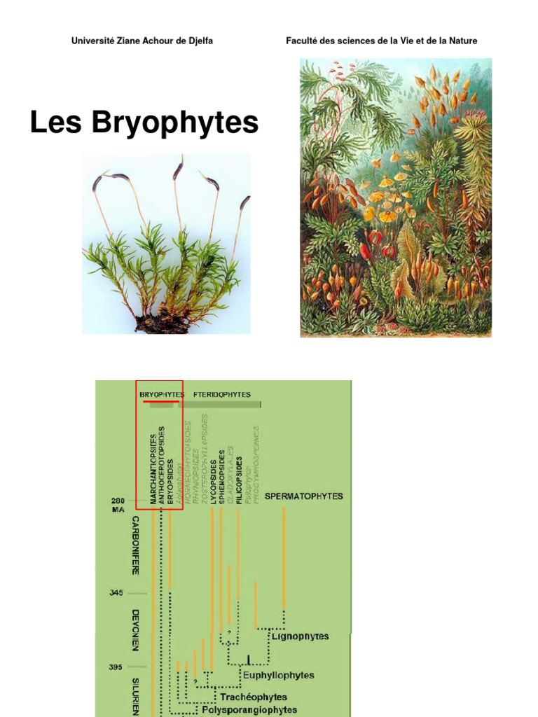 Classification et cycle des bryophytes | PDF | Mousse | Eucaryotes