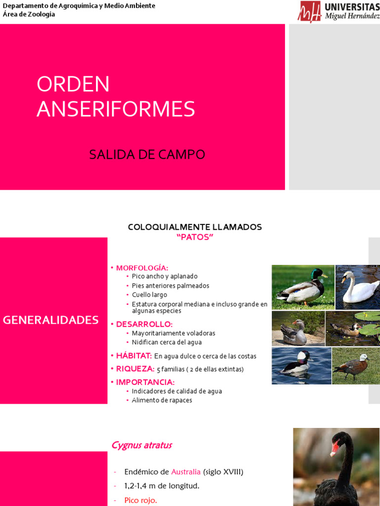 3 Anseriformes | PDF | Anatidae | Aves