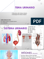 UNIDAD V SISTEMA URINARIO Anatomía y Fisiología