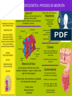 Tarea 3.1 Infograma Fases de La Accion Toxica - Grupo05