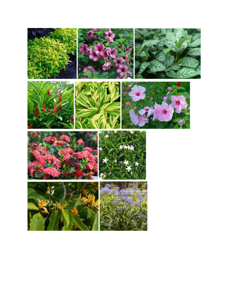 Ornamental Plants PDF