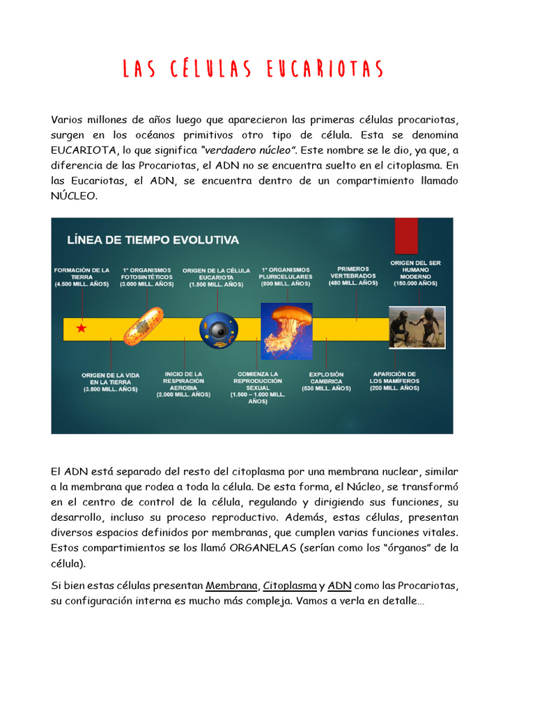 Estructura y funciones de células eucariotas | PDF | Biología Celular ...