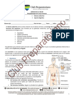 04 Ciencias+de+la+salud Sistema+endocrino