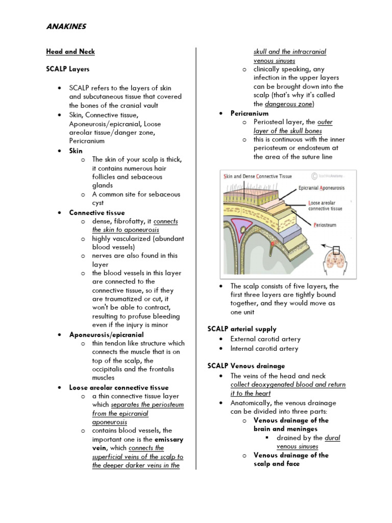 Head Neck Anatomy Anatomy And Kinesiology Pdf Tongue Vein