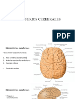 7 Hemisferios Cerebrales