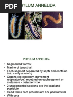 Download Lecture 4 5 Annelid A Molluska Echinoderm at A by api-3827285 SN7150654 doc pdf