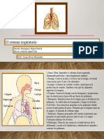 Sistema Respiratorio