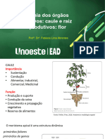 Glossario Ilustrado Botanica