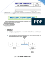 Taller Metabolismo Celular