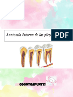 Anatomia Interna