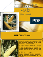 3 Cultivo de Maiz