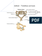 Coluna Vertebral Resumo