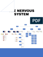 Nervous System