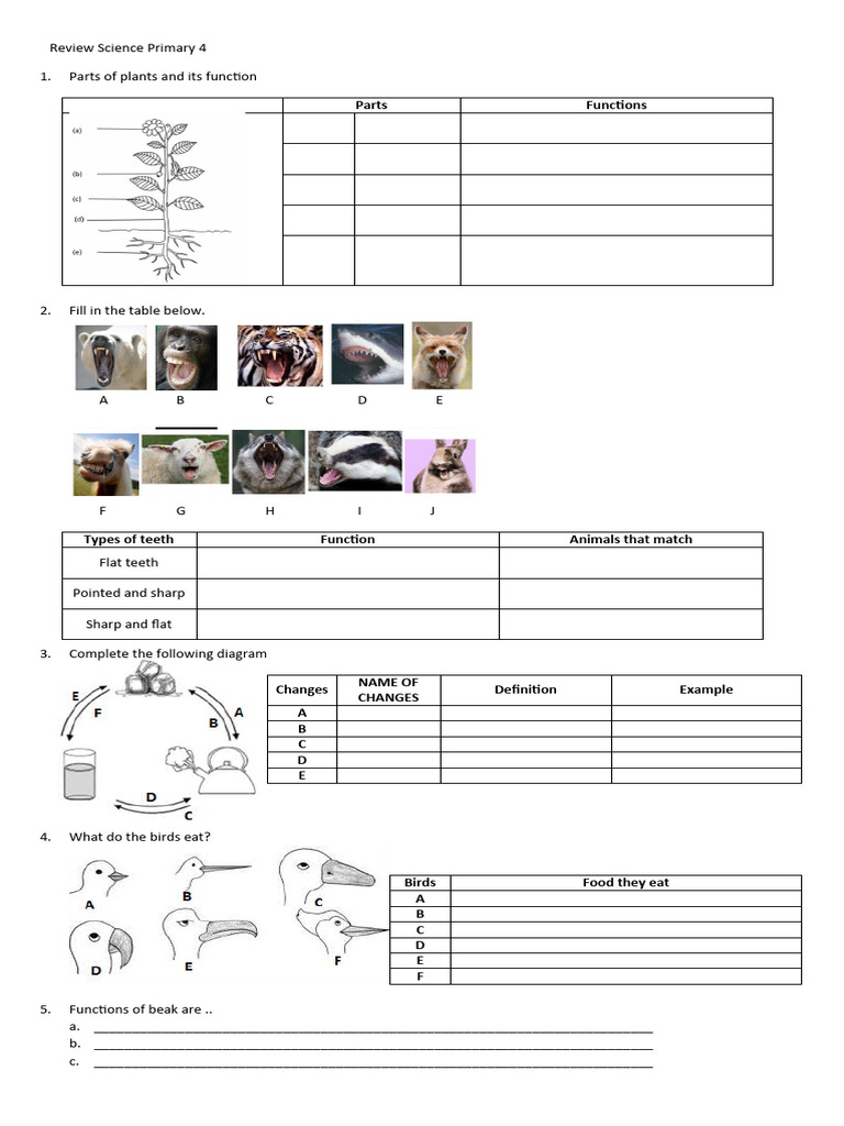 Primary 4 Science Notes Overview | PDF | Fuels | Force