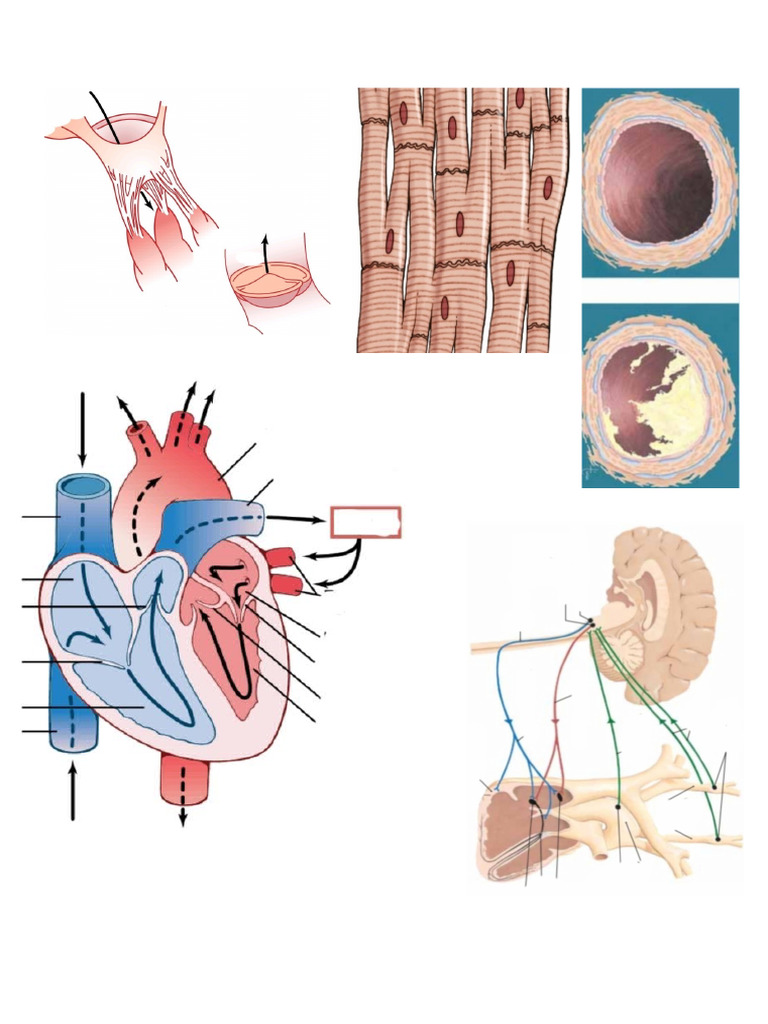 Heart | PDF