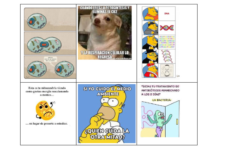 Memes | PDF