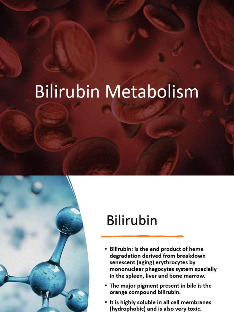 7 bilirubin metabolism pdf liver digestive system