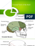 02.external Views of The Skull