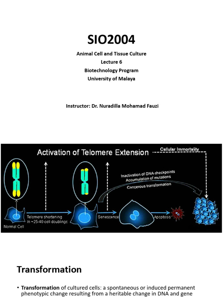 Cell Transformation and Stem Cell Insights | PDF | Cell Potency | Stem Cell