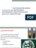 Pseudomonas És Egyéb Nemfermentálók, Legionella - ELTE 2021