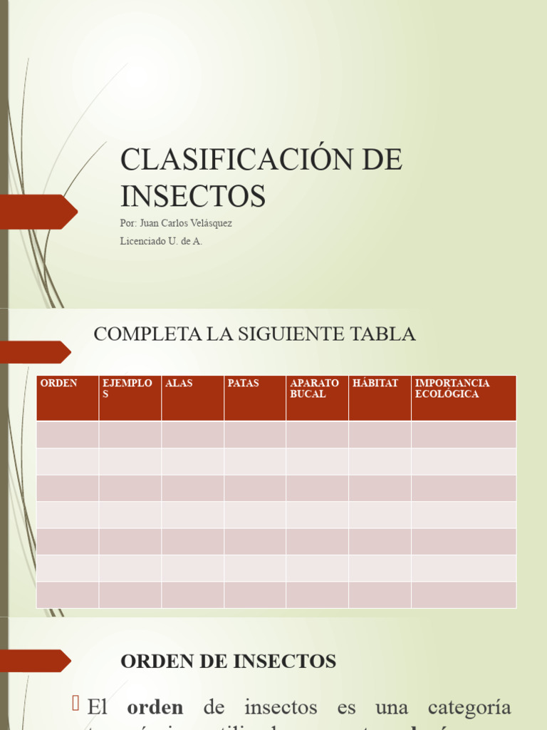 Clasificación de Insectos por Órdenes | PDF | Mosca | Lepidópteros