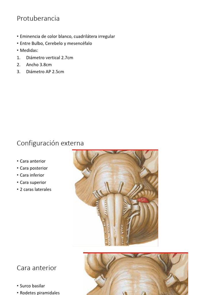 Anatomía de la Protuberancia Cerebral | PDF | Cocina, comidas y vino