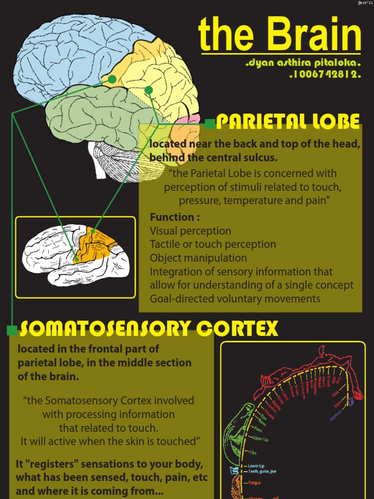 The Brain | PDF