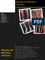 Musculos de Miembros Inferiores