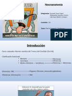 Nervio Trigeminal Par V