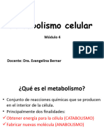 4.2. Metabolismo Celular