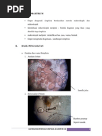 Farmakognosi Laporan Identifikasi Simplisia