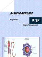 GAMETOGENESIS: OVOGENESIS Y ESPERMATOGENESIS