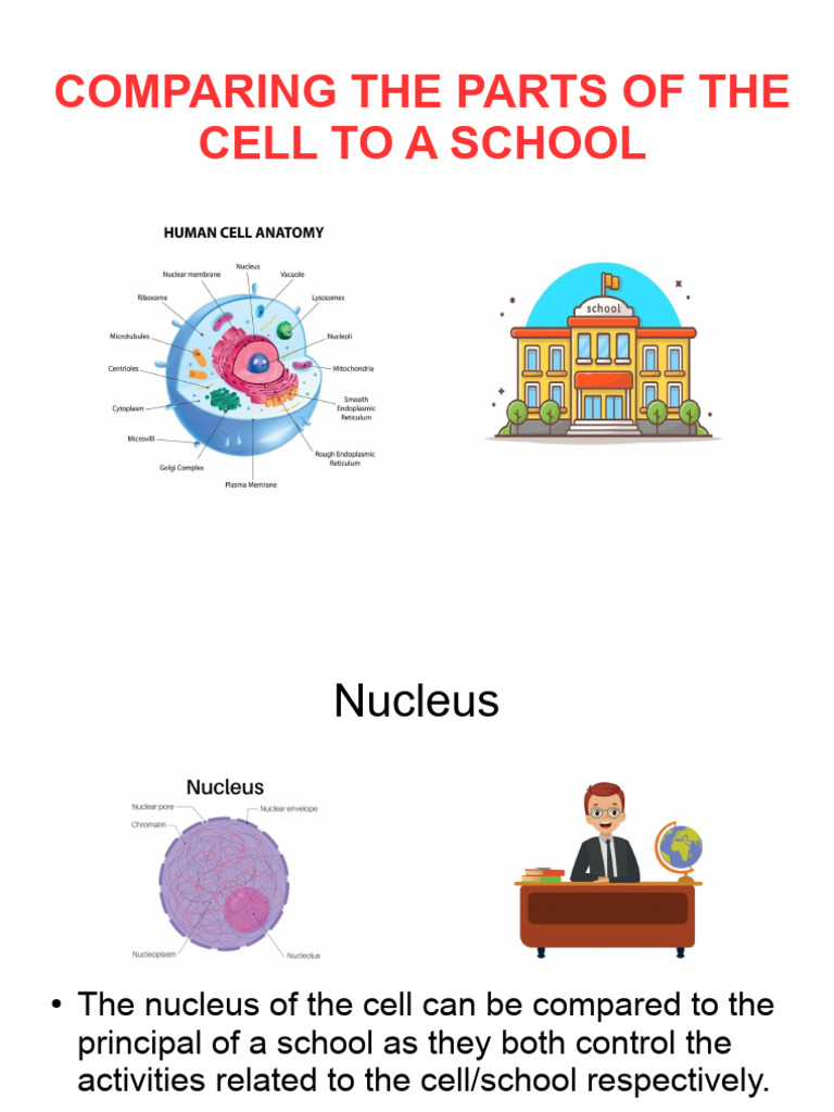 Comparing Parts of the Cell to a School | PDF