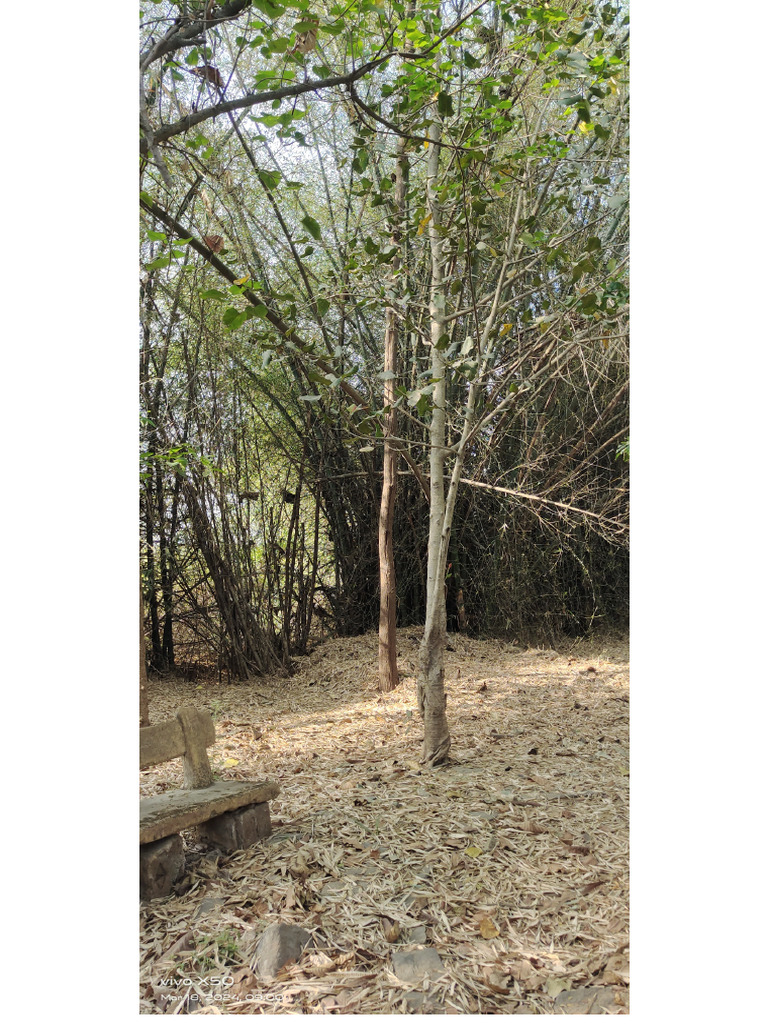 Pashan | PDF