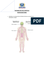 Roteiro - NeuroAnatomia