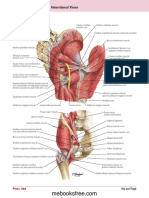 Gluuteal Regio-Gambar Anatomii