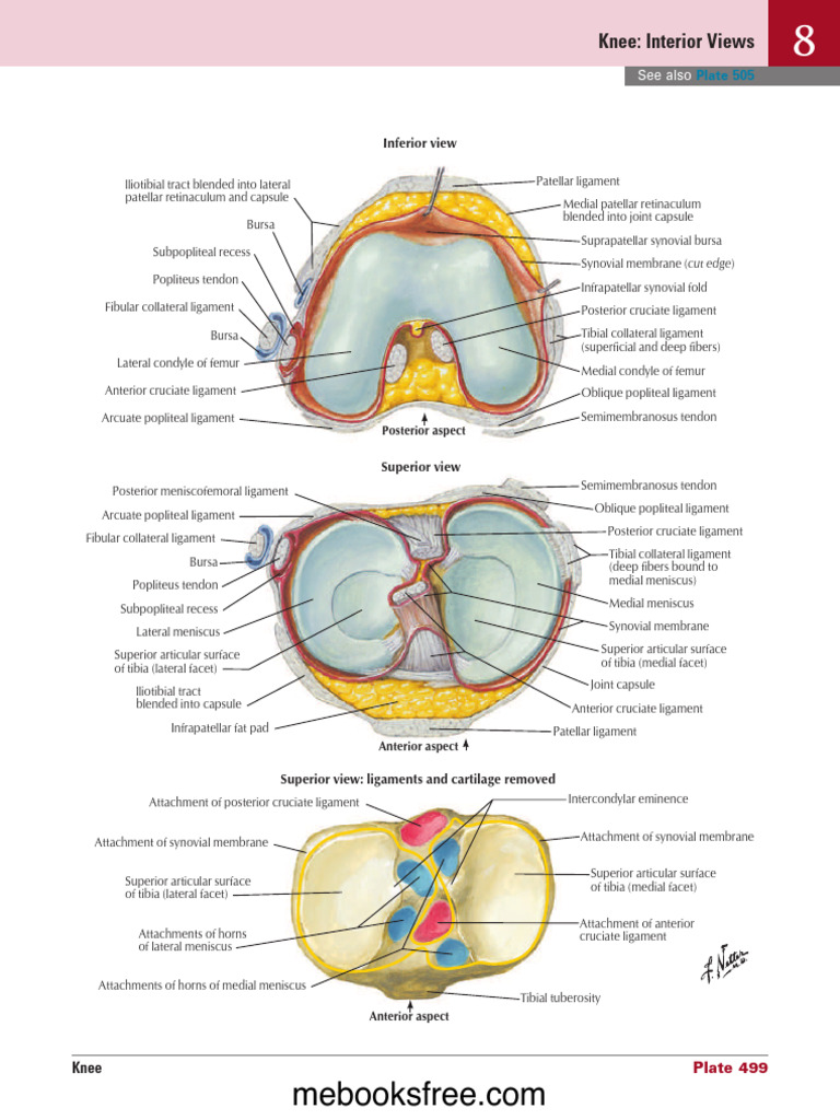 Mennisskus-Gambar Anatomii | PDF | Knee | Anatomy