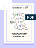 Estructura Molecular Del Adn 1