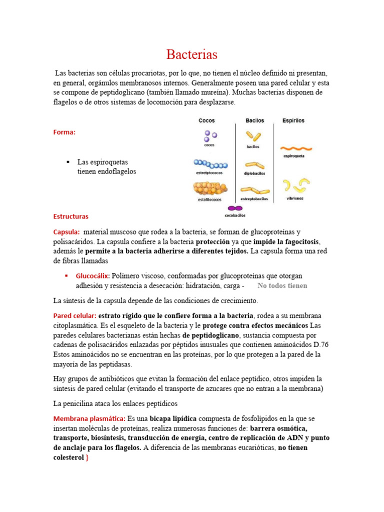 Estructura y Metabolismo de Bacterias | PDF | Virus | Las bacterias