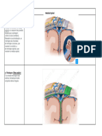 Medula Espinal - Neuroanatomofisiologia-1