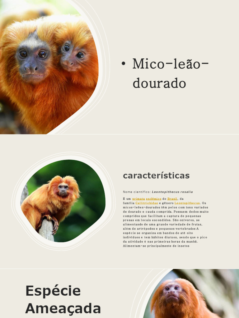 Ficha Técnica do Mico-Leão-Dourado | PDF