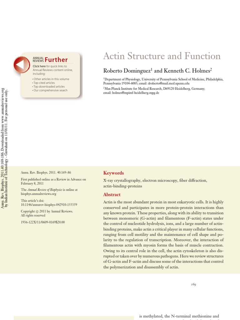 Actin Structure and Function | PDF | Actin | Protein Domain