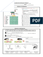 EVALUACIÓN DE NATURALES GRADO 5 Circi y Resp2