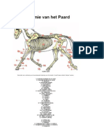 Anatomie Van Het Paard